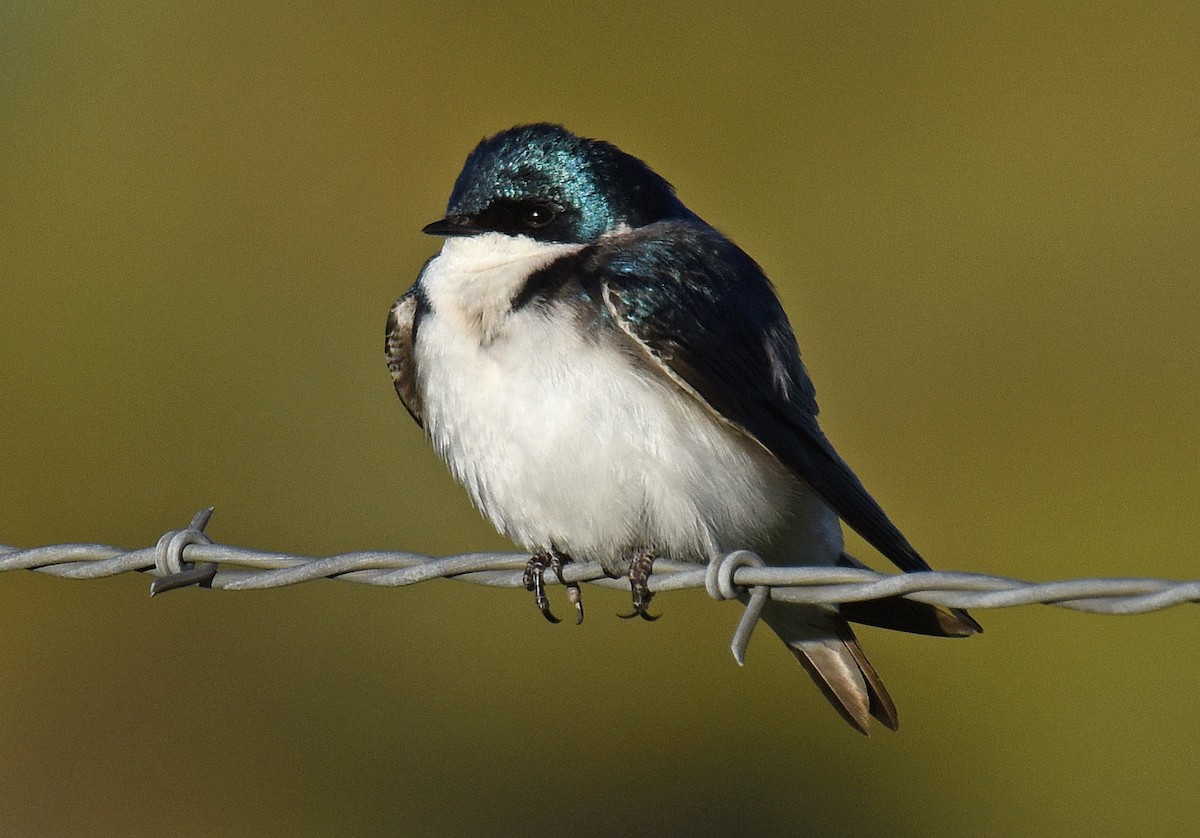 Tree Swallow - Steven Mlodinow