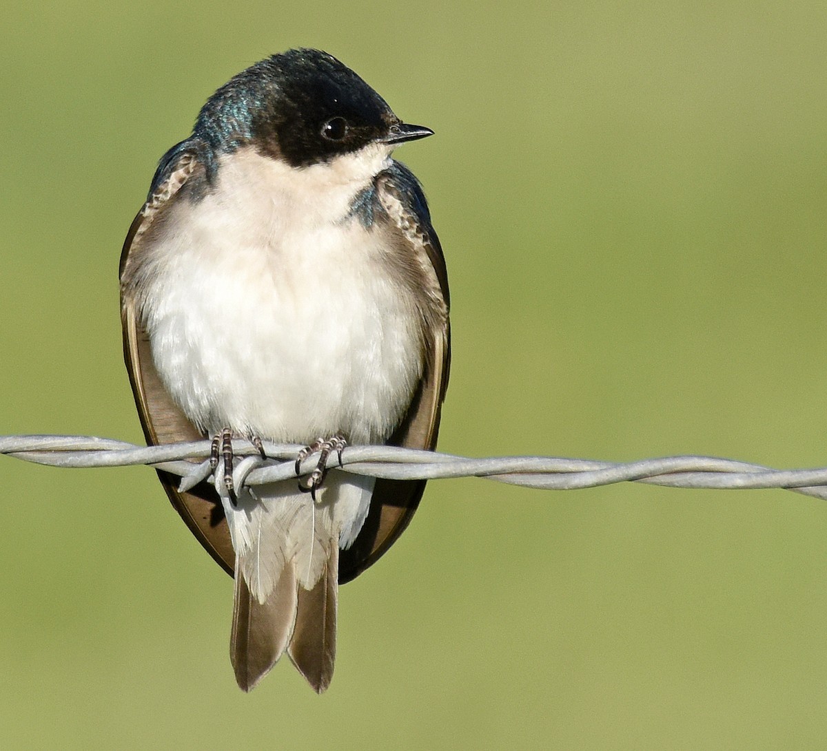 Golondrina Bicolor - ML166446531