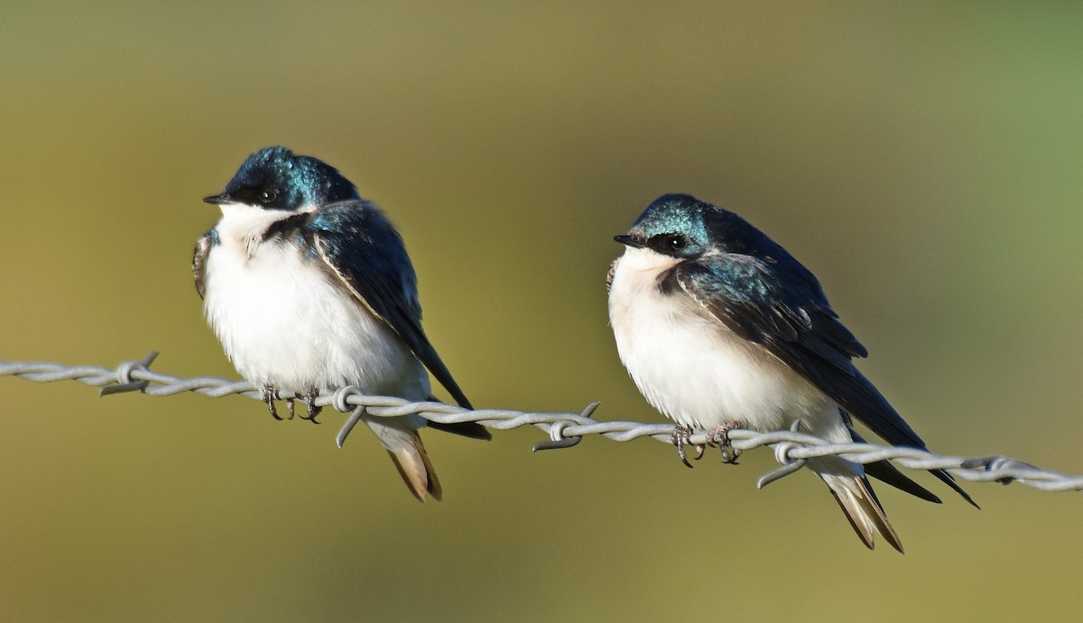 Hirondelle bicolore - ML166446581