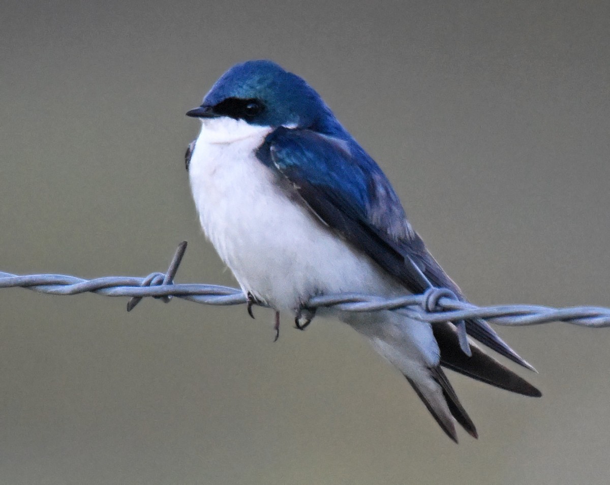 Golondrina Bicolor - ML166447601