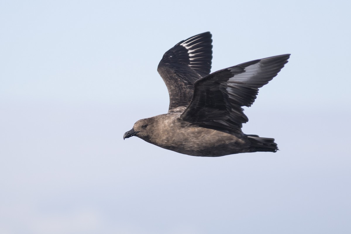 Brown Skua - ML166448621