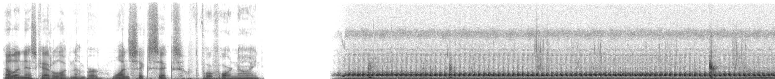 American Bullfrog - ML166449