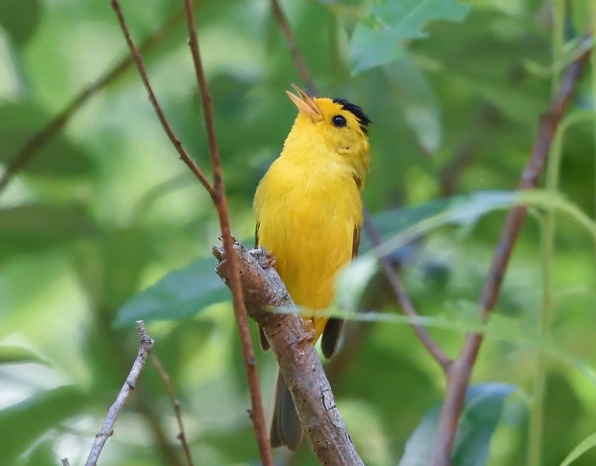 Wilson's Warbler - ML166449101