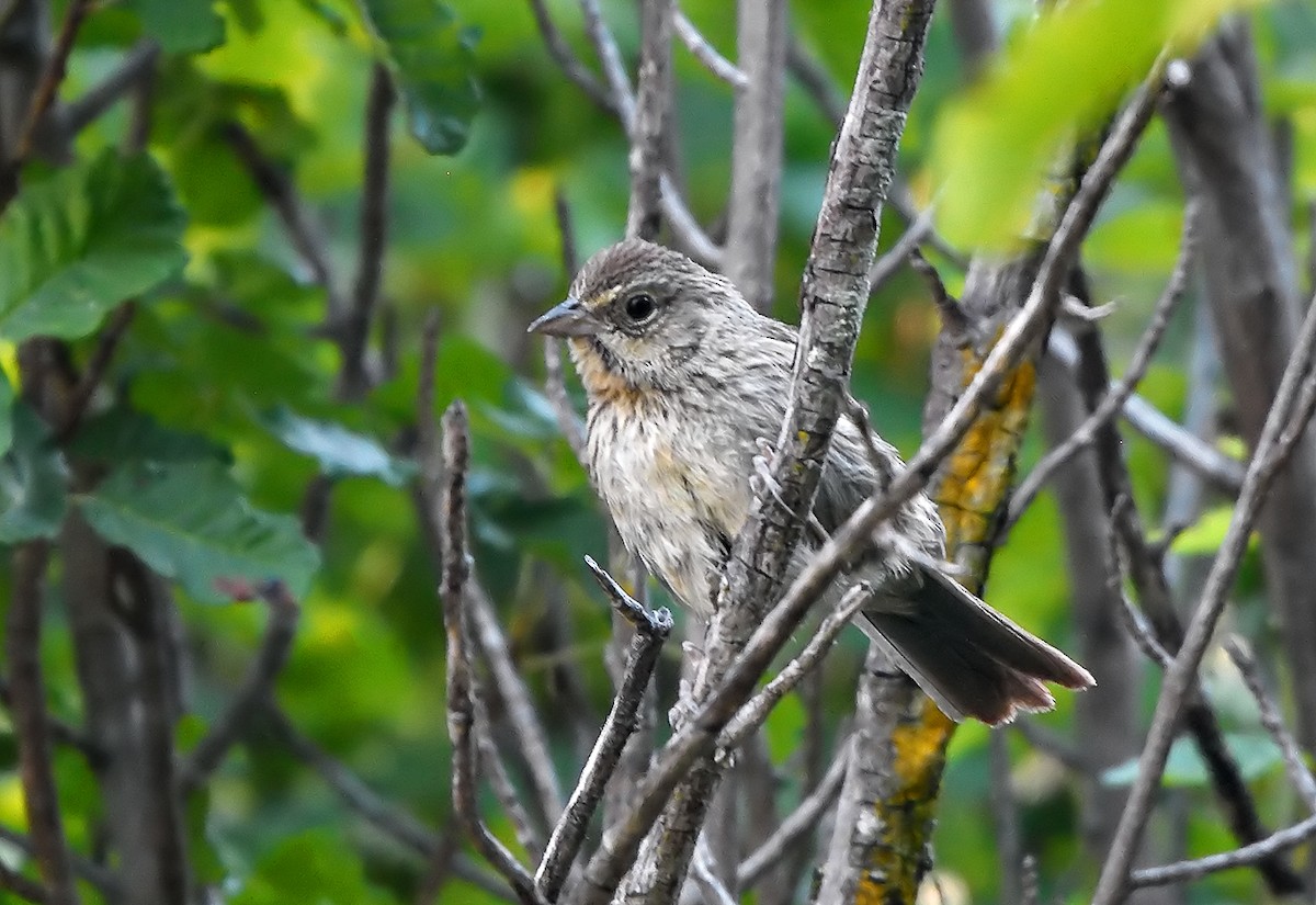 Rufous-crowned Sparrow - ML166449181