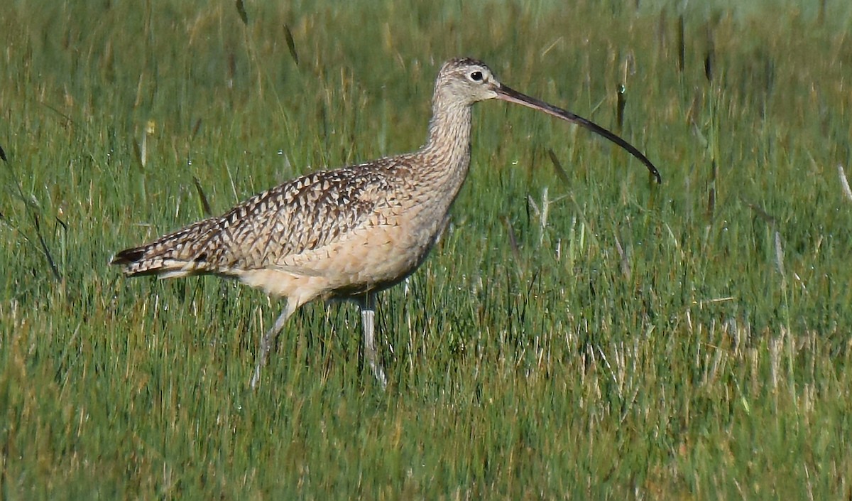 Long-billed Curlew - ML166449611