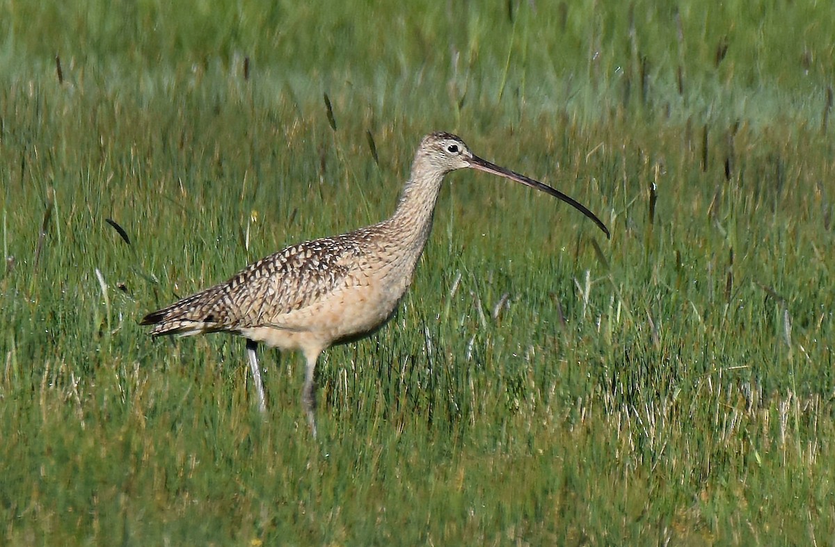 Long-billed Curlew - ML166449621