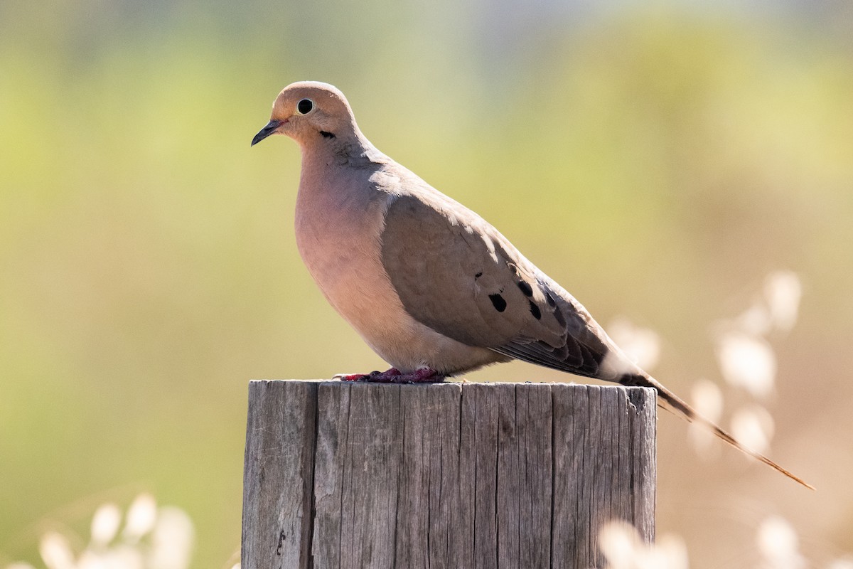 Mourning Dove - ML166449981