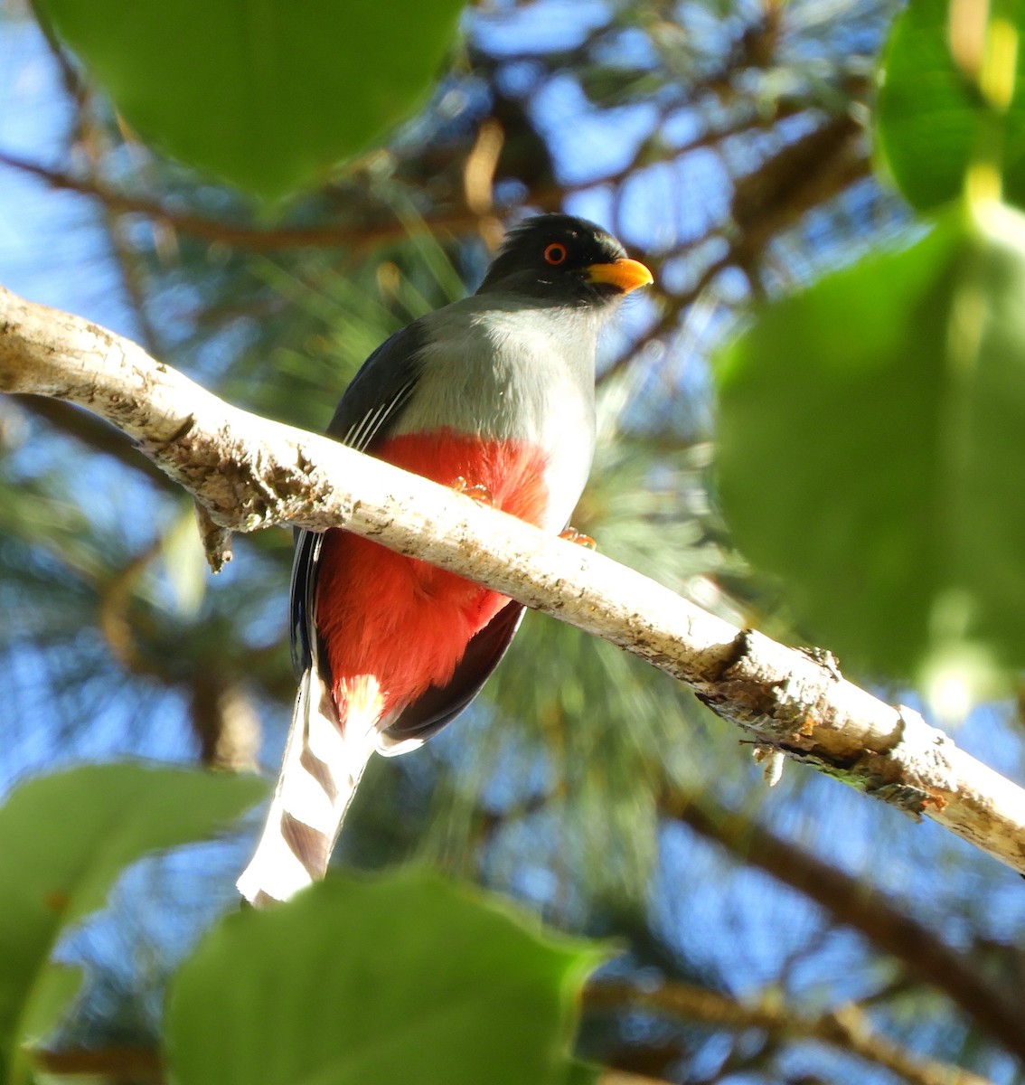 Trogon damoiseau - ML166450441