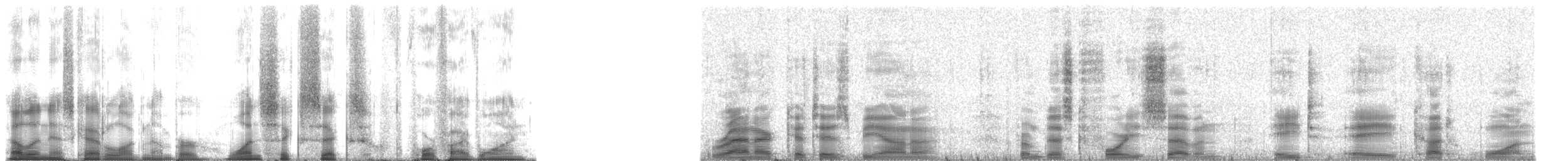 American Bullfrog - ML166451