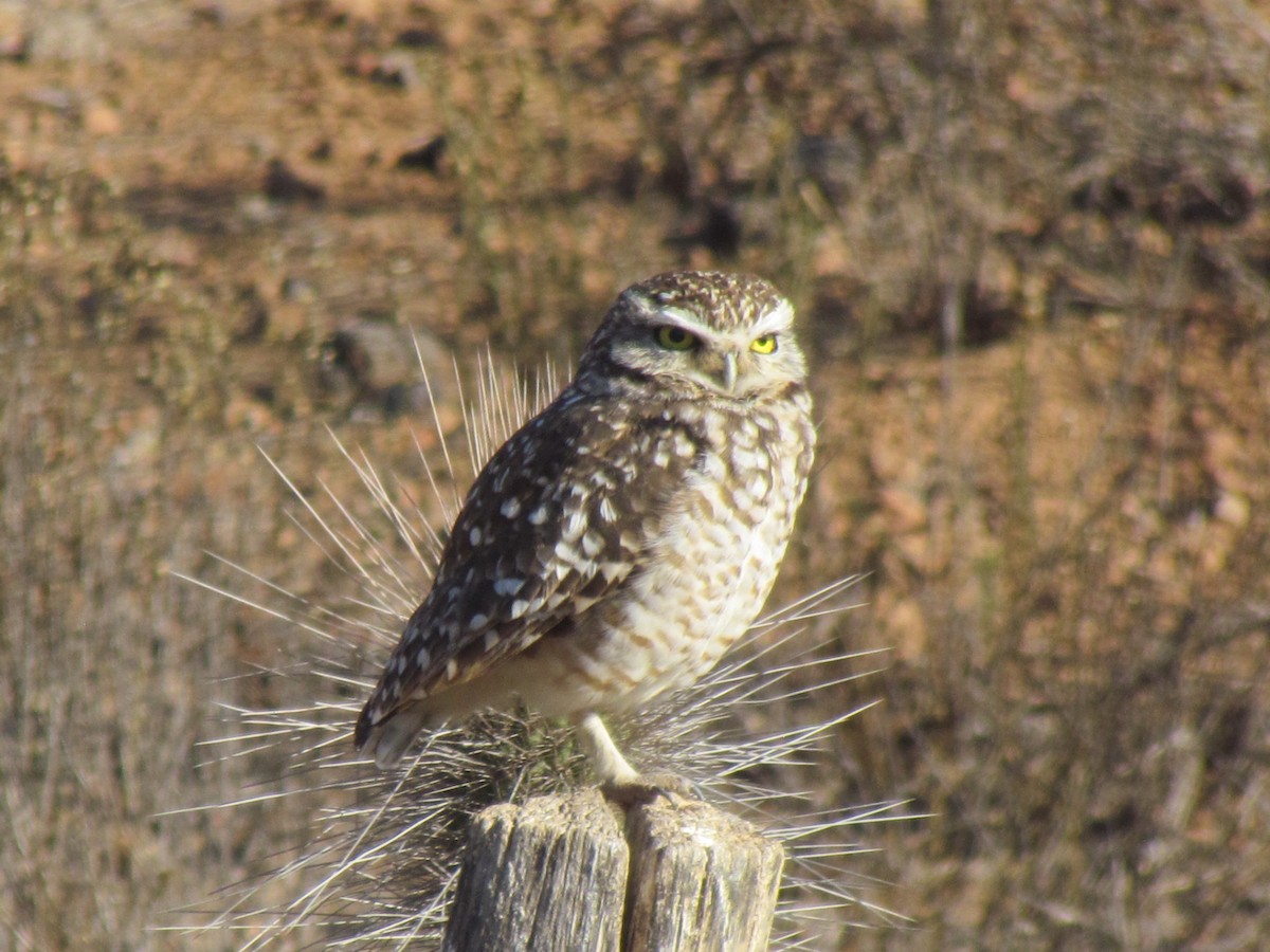 Burrowing Owl - ML166451861