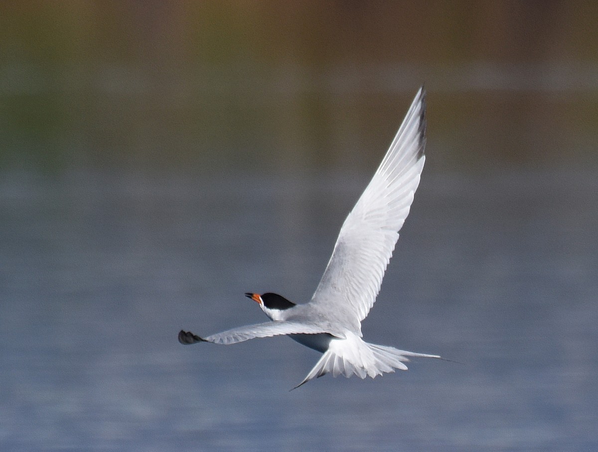 Forster's Tern - ML166453061