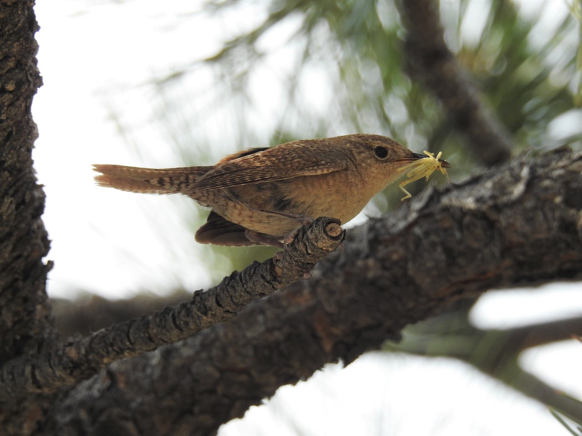 House Wren - ML166453171