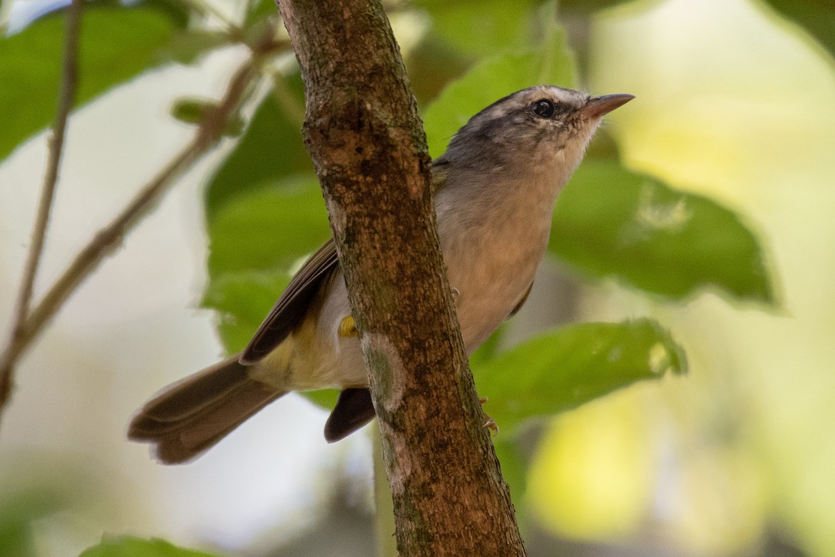 Golden-crowned Warbler - ML166453591