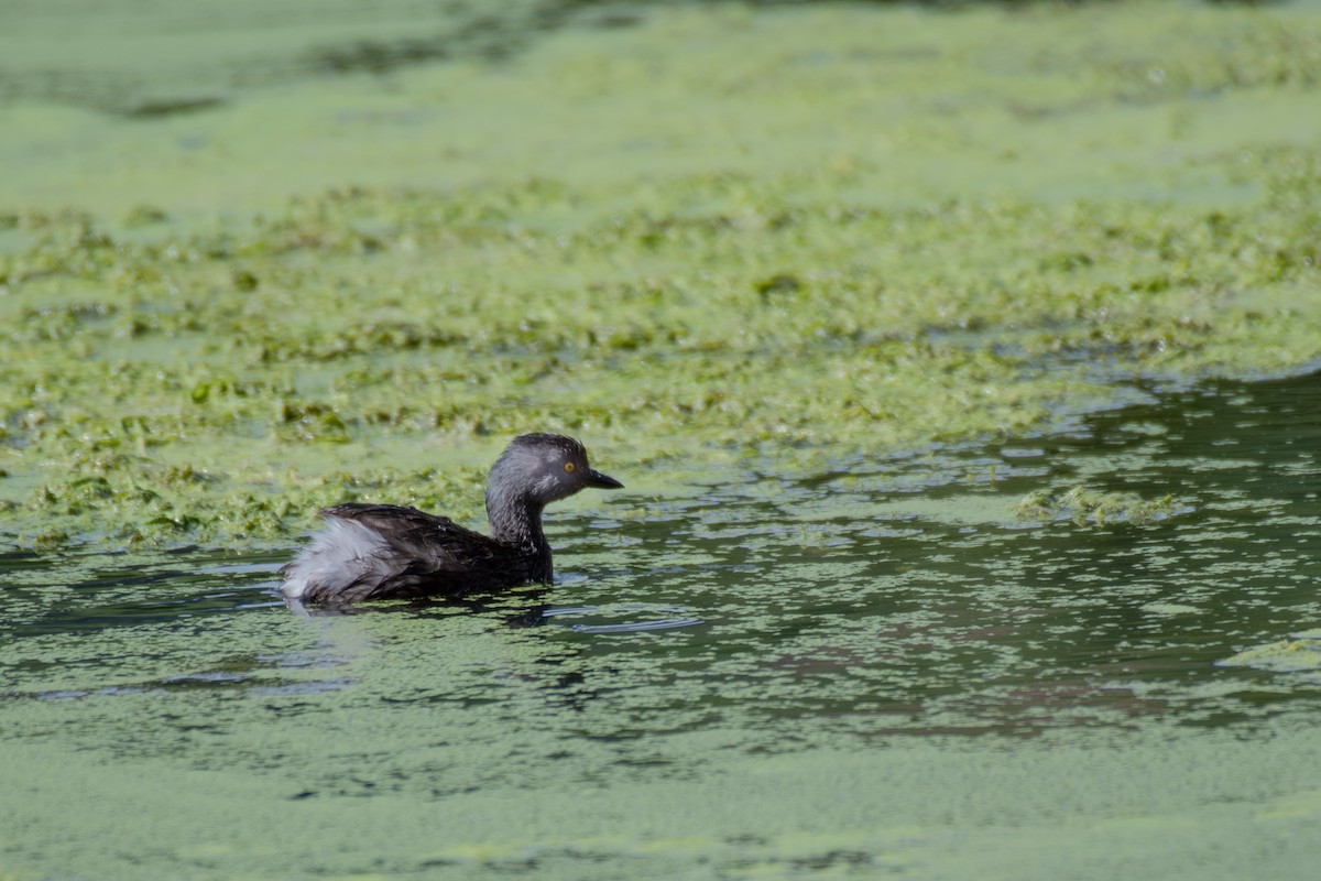 Least Grebe - ML166453751