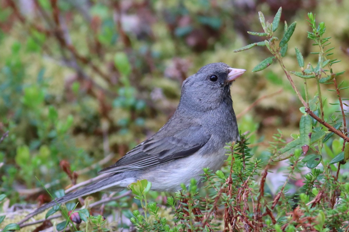Юнко сірий (підвид hyemalis/carolinensis) - ML166454041