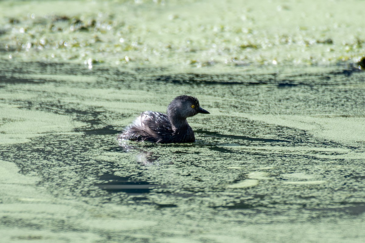 Least Grebe - ML166454161