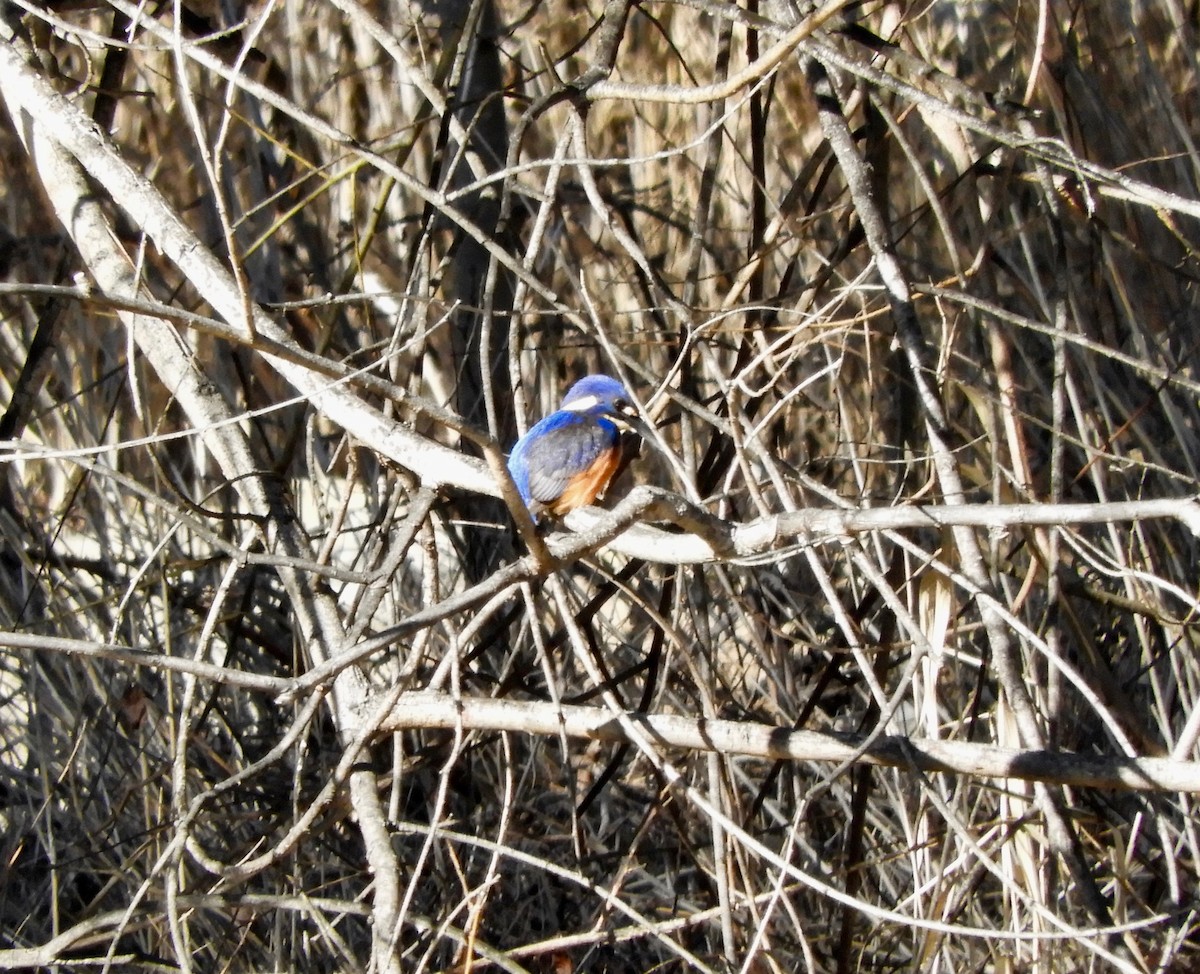 Azure Kingfisher - ML166454531