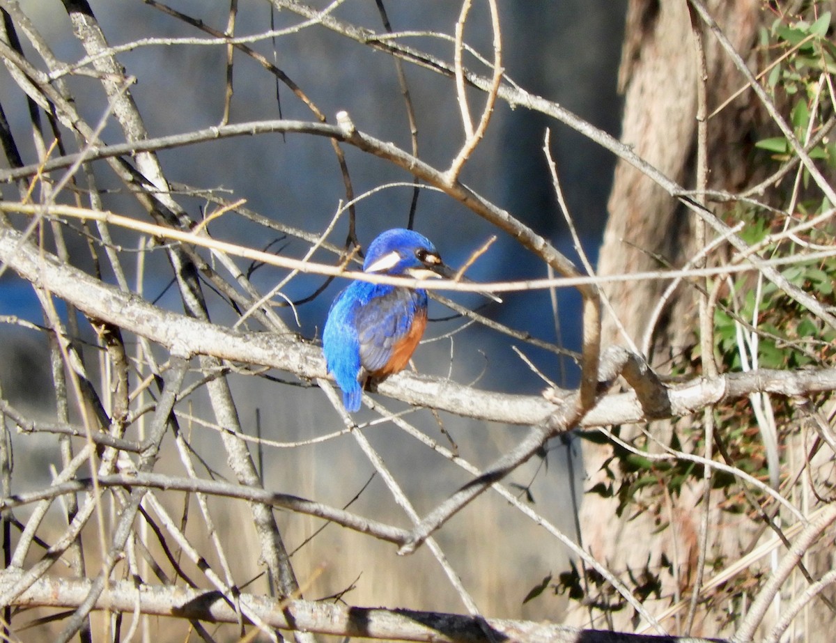 Azure Kingfisher - ML166454541