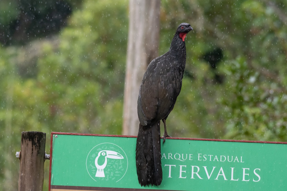 Dusky-legged Guan - Victor Castanho