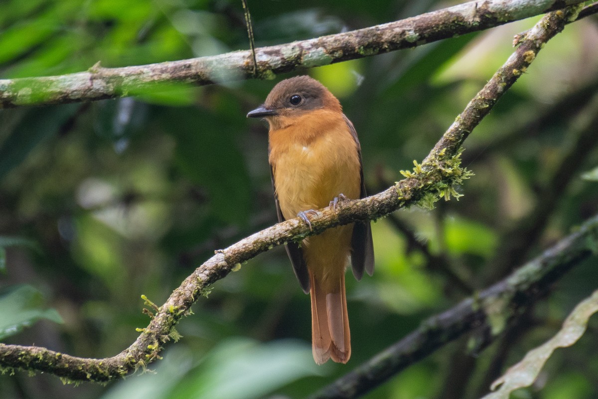 Rufous-tailed Attila - ML166455431