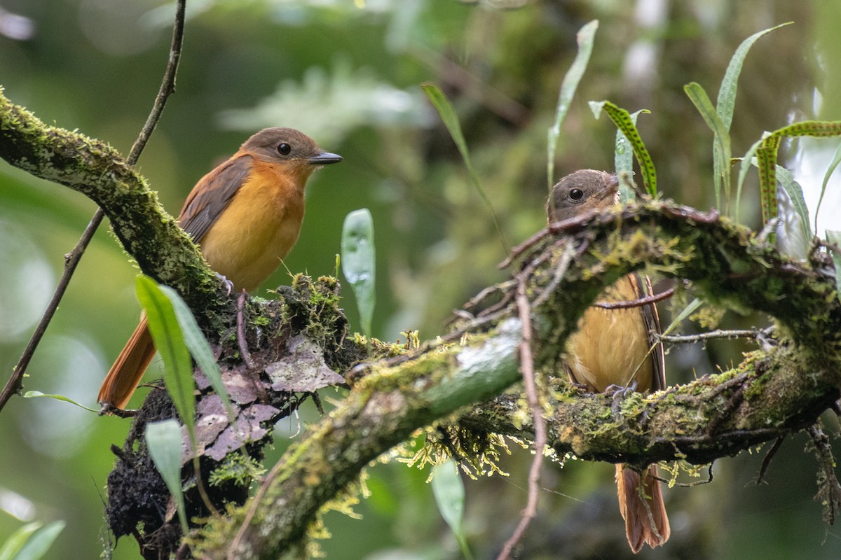 Rufous-tailed Attila - ML166455461