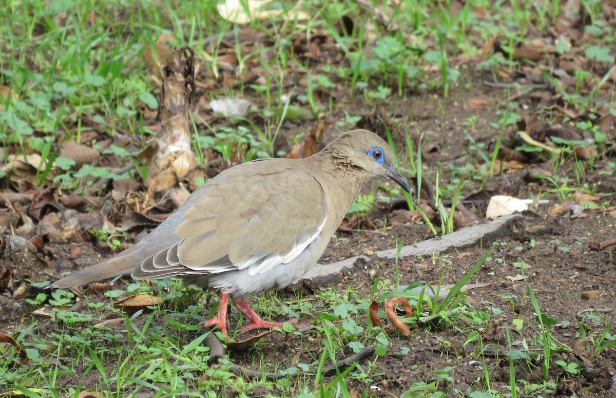 West Peruvian Dove - ML166457411