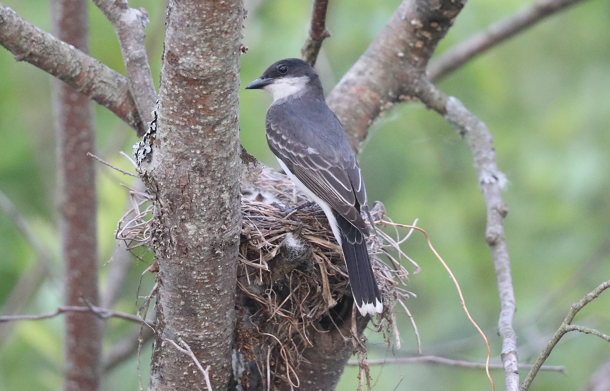 Eastern Kingbird - ML166457601