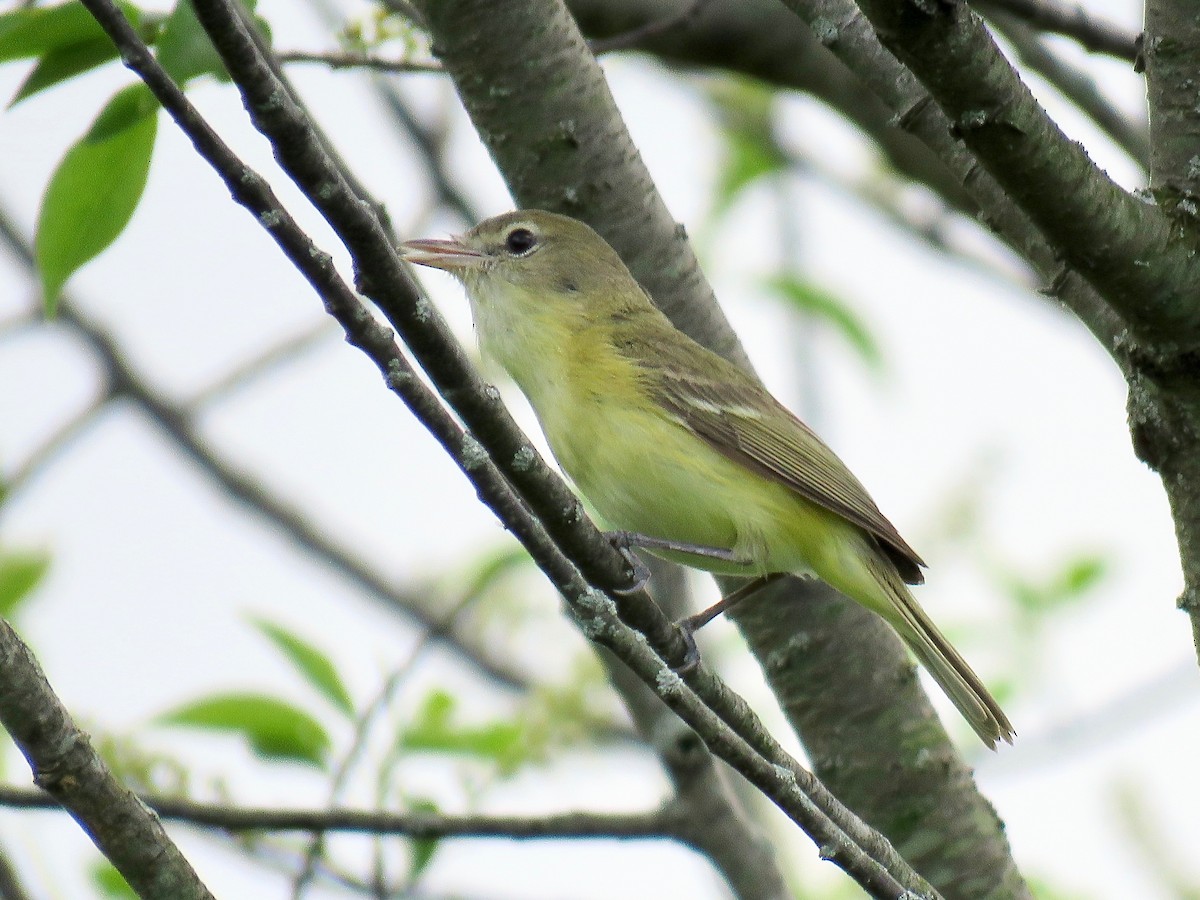 Bell's Vireo - ML166458011