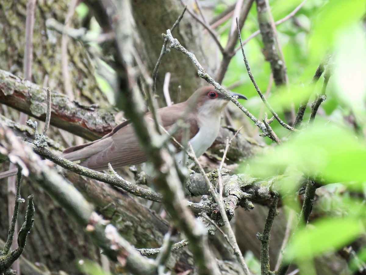 Black-billed Cuckoo - ML166458331