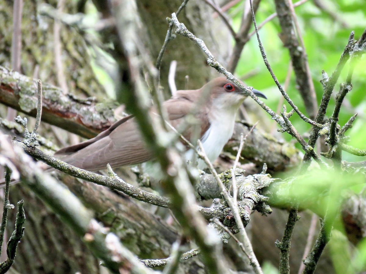 Black-billed Cuckoo - Benjamin Murphy