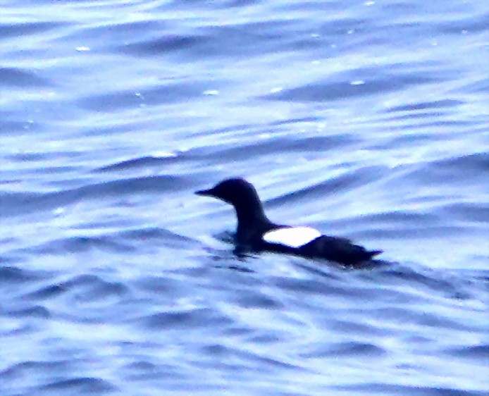 Black Guillemot - ML166458491