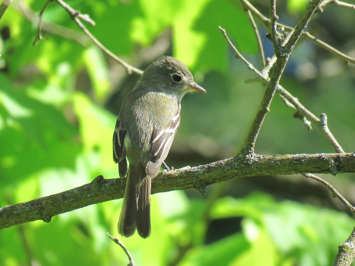 Alder Flycatcher - ML166458521