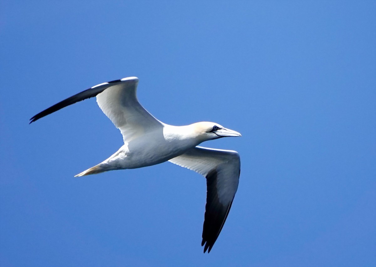 Northern Gannet - ML166458551