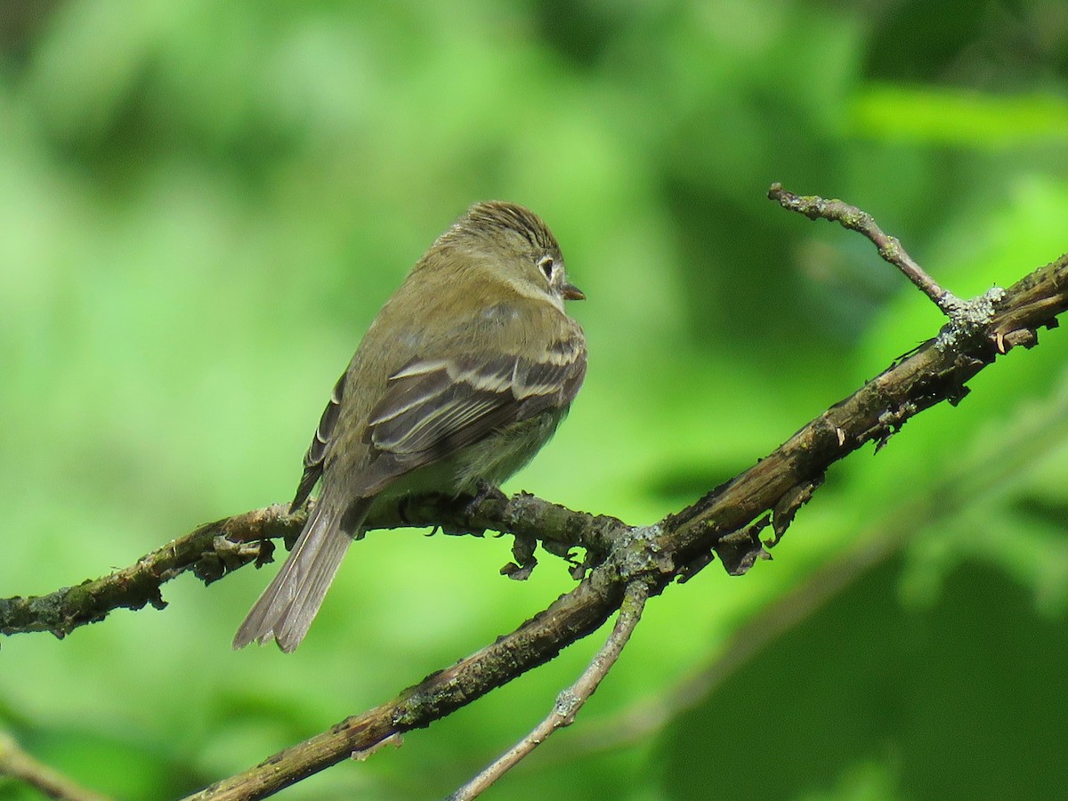 Least Flycatcher - ML166458571