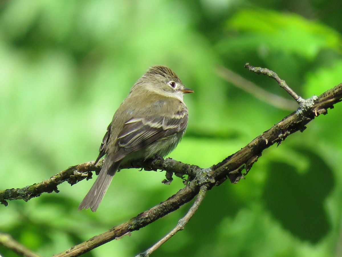 Least Flycatcher - ML166458581