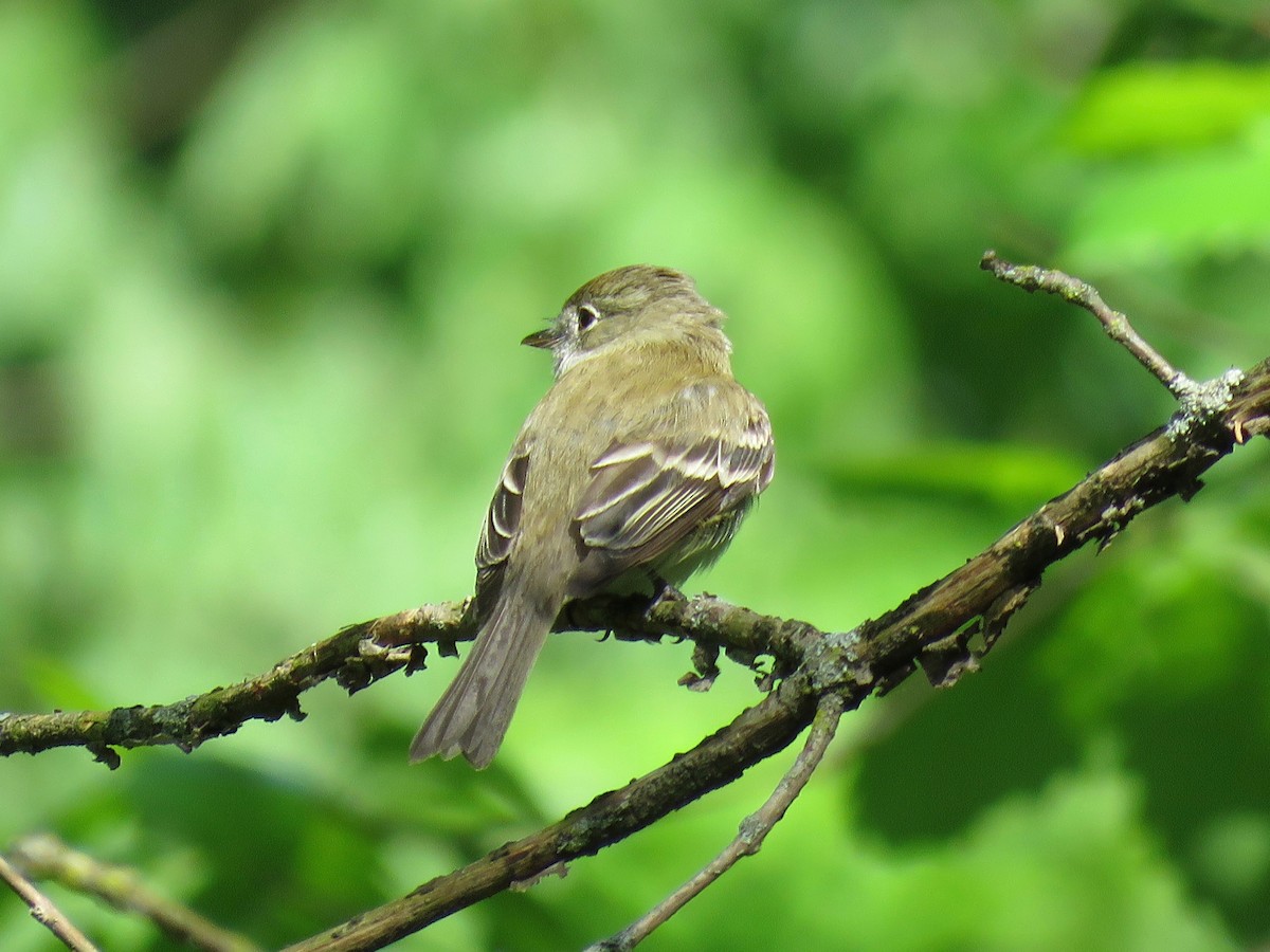 Least Flycatcher - ML166458611