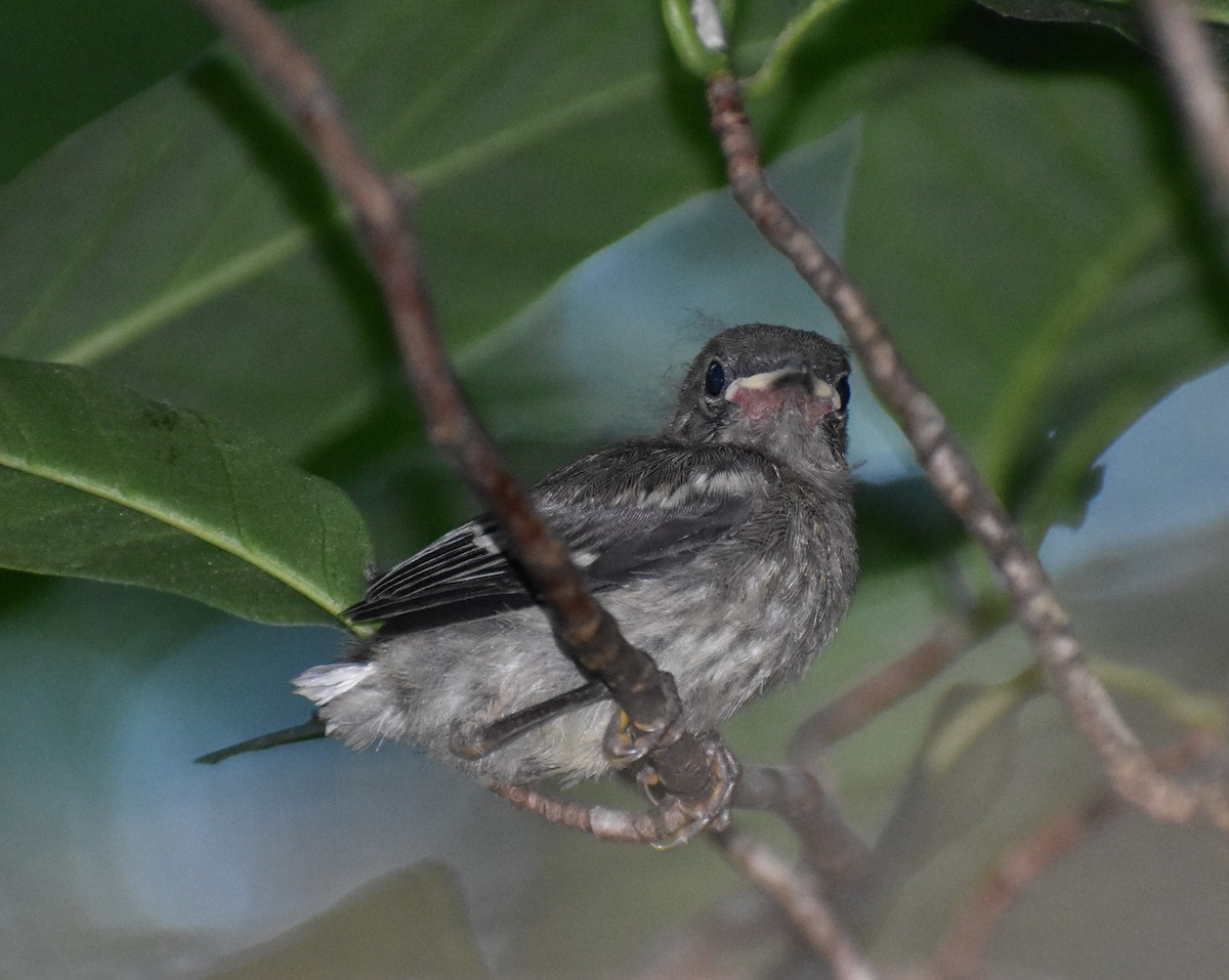 Black-throated Green Warbler - Andrew Rapp