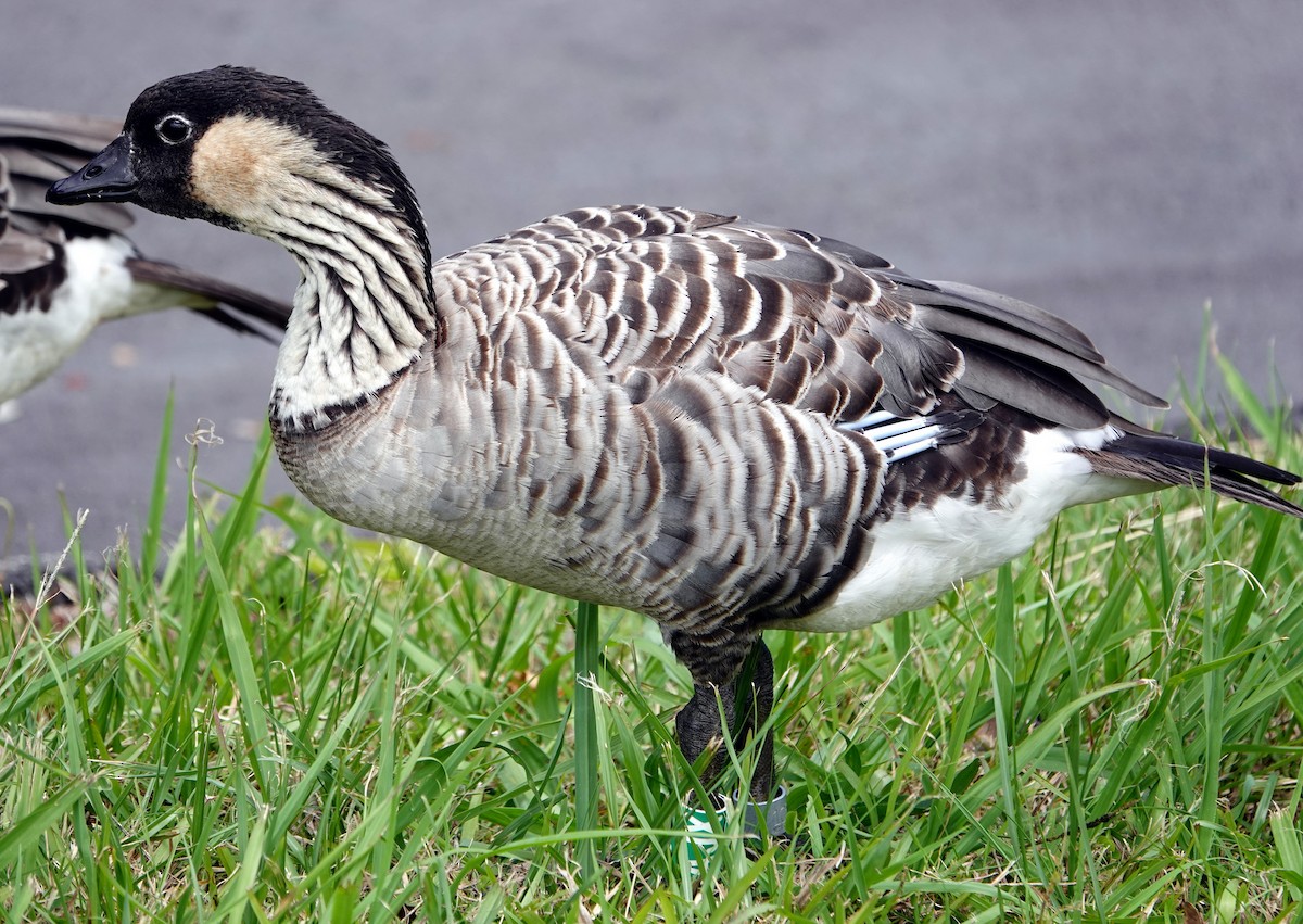 Hawaiian Goose - Zhen Li