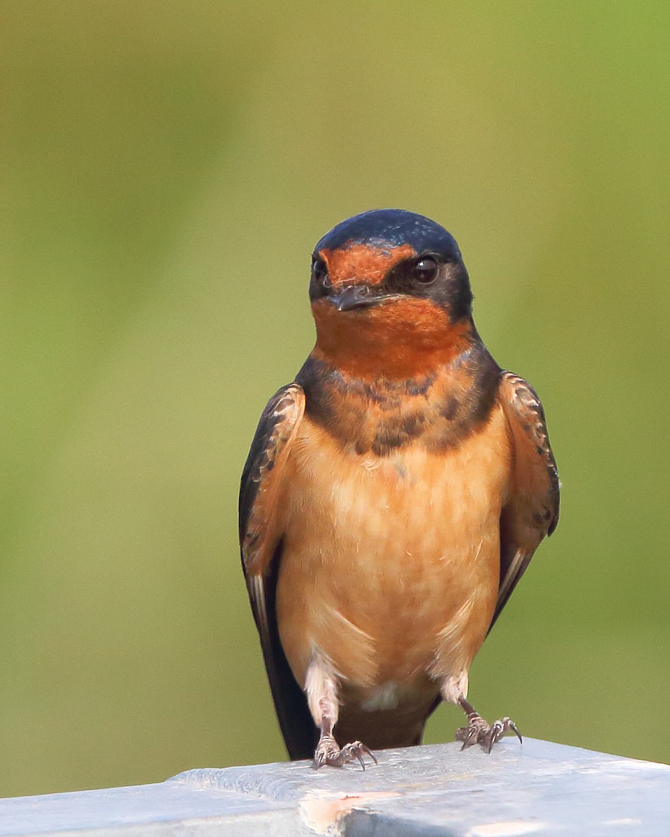 Barn Swallow - ML166461471