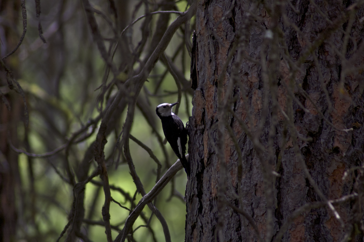 White-headed Woodpecker - ML166462231