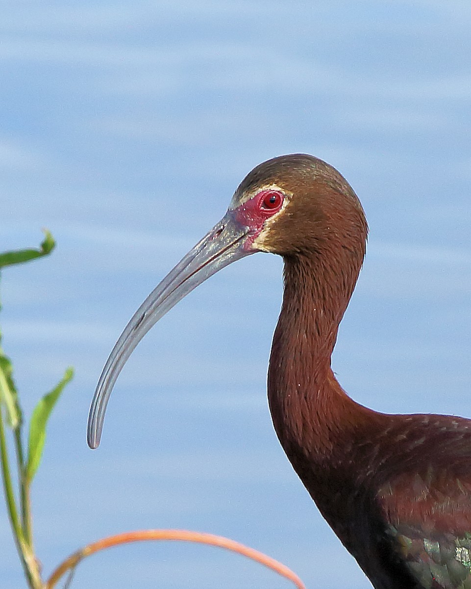 White-faced Ibis - ML166462261