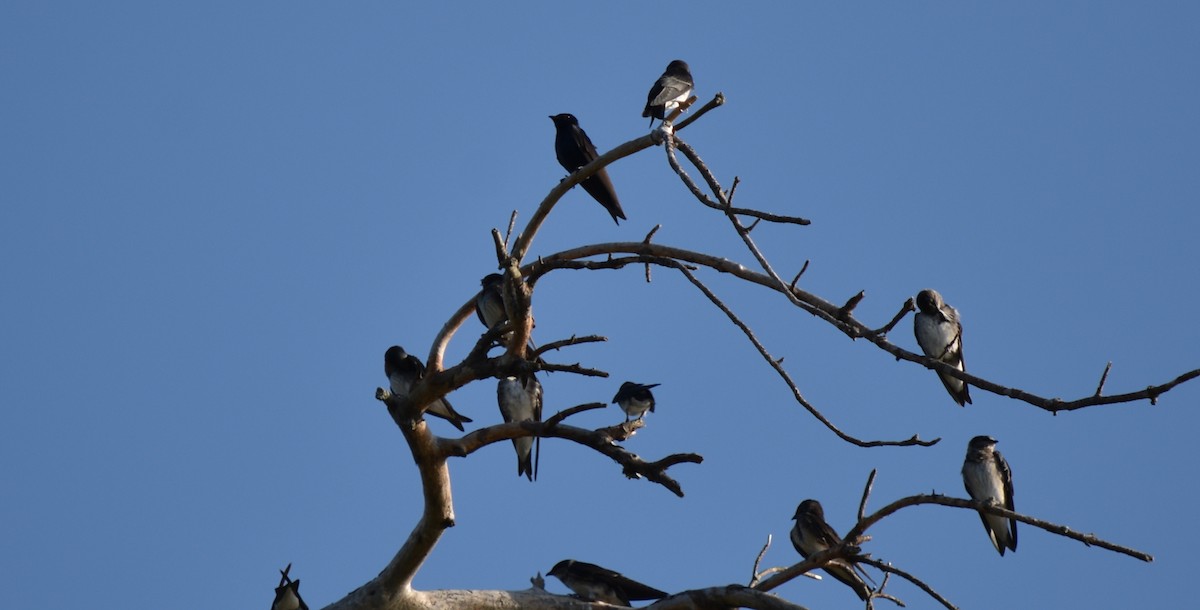 Purple Martin - ML166466151