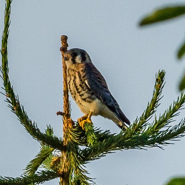 American Kestrel - ML166466291