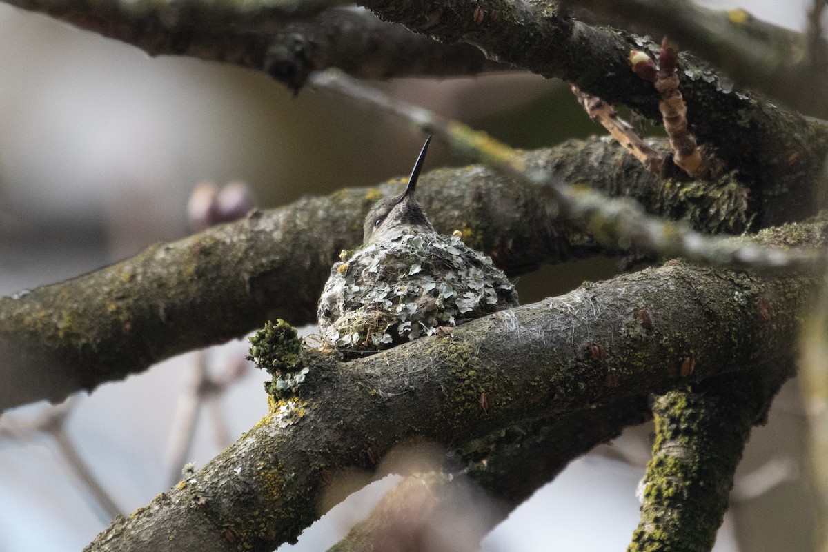 rødmaskekolibri - ML166466801