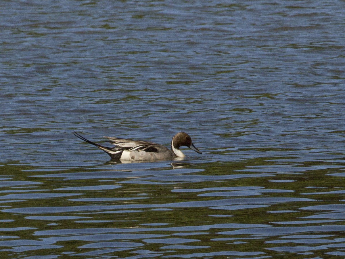 Northern Pintail - ML166467241