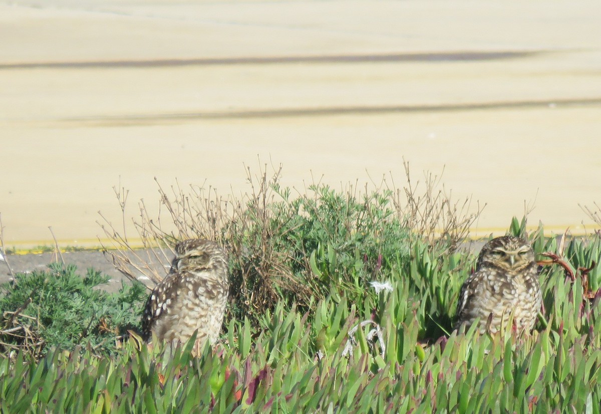 Burrowing Owl - ML166467761