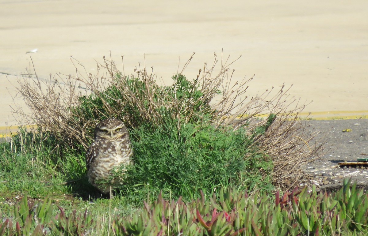 Burrowing Owl - ML166467771