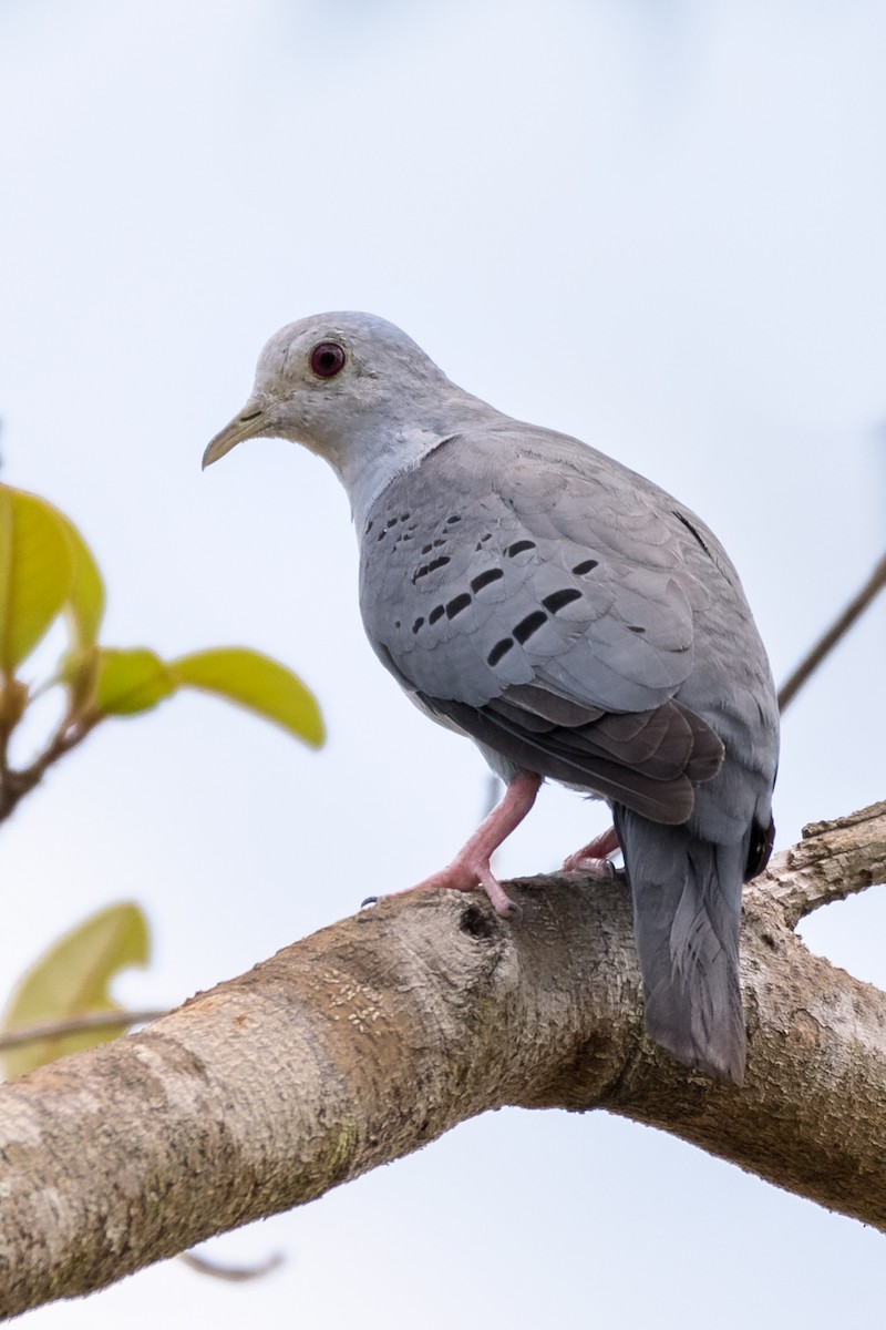 Blue Ground Dove - ML166467921