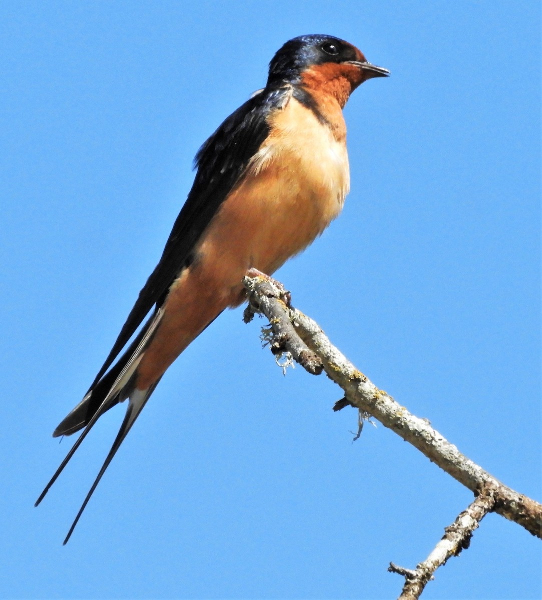 Barn Swallow - Aarre Ertolahti