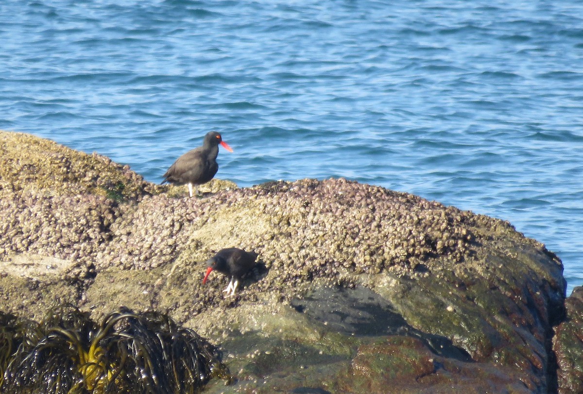 Blackish Oystercatcher - ML166468241